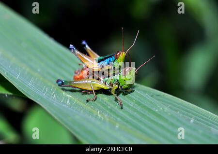 A pair of grasshoppers are mating on a green leaf selective focus blur background Stock Photo