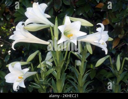 LILIUM LONGIFLORUM  FLOWERS ALSO KNOWN AS EASTER OR NOVEMBER LILIES. Stock Photo