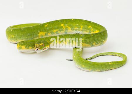 Green Tree Python Morelia viridis snake biak isolated on white background Stock Photo