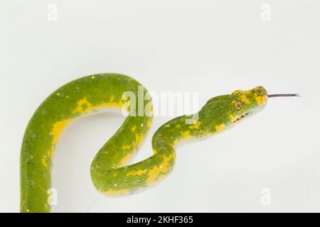 Green Tree Python Morelia viridis snake biak isolated on white background Stock Photo