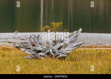 Dry branches of tree on natural background. Piece of well worn driftwood on a shore of a lake. Driftwood aged wood. Nobody, selective focus, travel ph Stock Photo