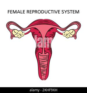 FEMALE REPRODUCTIVE SYSTEM Medicine Education Diagram Scheme Human Hand Drawn Vector Illustration Stock Vector