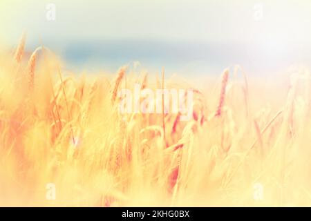 Natures ripe harvest - Wheat. Ripe wheat - ready for harvesting. Stock Photo