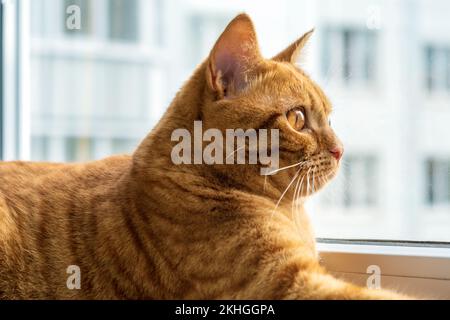 Red young large plump cat lies on windowsill and looks out the window Stock Photo