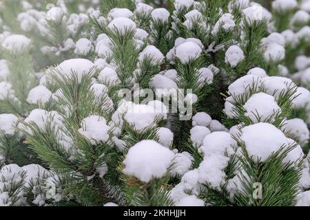 Fresh snow lies on green pine branches. First snow in winter Stock Photo