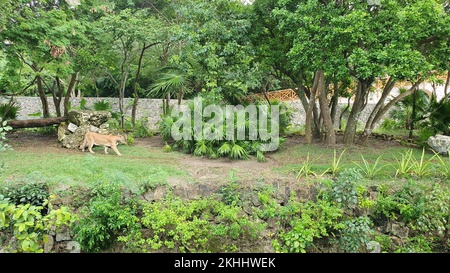 Wild Puma Concolor Stock Video Footage - Alamy