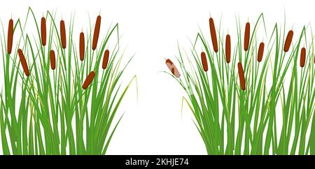 Reed in the green grass. Swamp and river plants. Vector flat illustration. Stock Vector