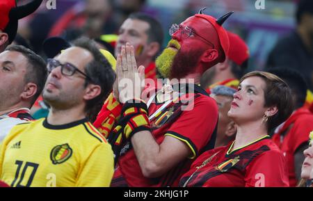 Belgium's supporter pictured during a soccer game between Belgium's national team the Red Devils and Canada, in Group F of the FIFA 2022 World Cup in Al Rayyan, State of Qatar on Wednesday 23 November 2022. BELGA PHOTO VIRGINIE LEFOUR Stock Photo