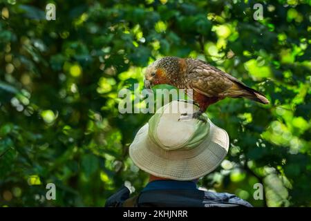 A cheeky New Zealand Kaka standing on a tourist’s hat. Kapiti Island. New Zealand. Stock Photo