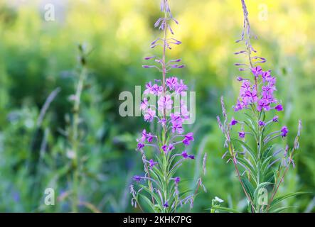 Fireweed, Willowherb, Blooming Sally, Epilobium angustifolium medical herb Stock Photo