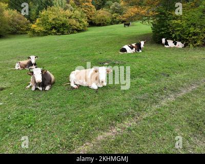 Aerial view of a herd of cattle resting in a vibrant green pasture in ...