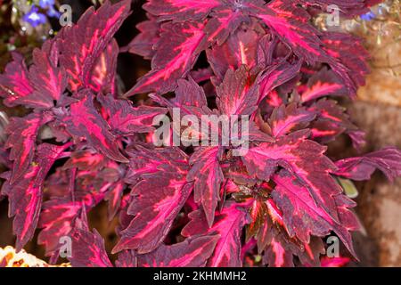 Cluster of vivid red patterned leaves of Solenostemon scutellarioides 'Royalty', Coleus, evergreen perennial plant Stock Photo