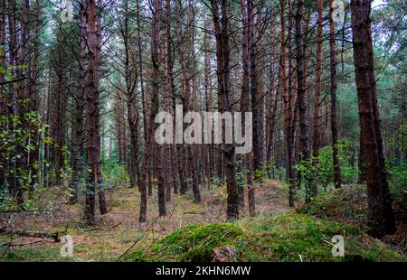 Multiple pine trees in a forest Stock Photo
