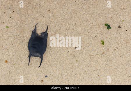 Egg case of a Spotted Ray lying on sandy beach copy space Stock Photo