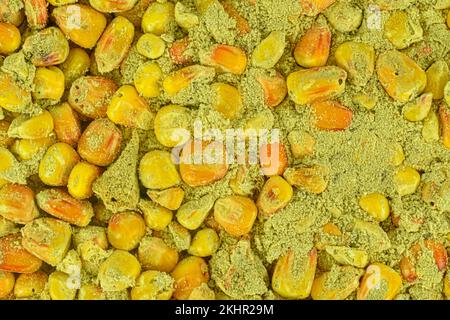 Corn mycotoxins - rotten corn grains. Rotten corn grains. Stock Photo