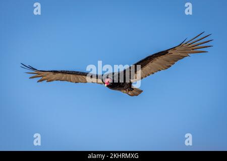 The california condor soaring through the air with a wingspan of 3 meters, on the west coast of California, USA Stock Photo