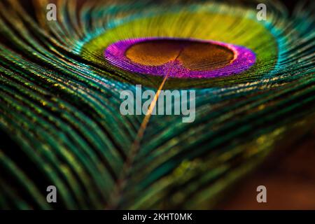 Bright shiny peacock feather closeup. Feather background. Peafowl feather.  Abstract background. Closeup details of feather. Stock Photo