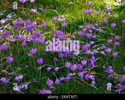 Close up of the blue purple flowering autumn bulb Crocus speciosus seen growing in grass. Stock Photo