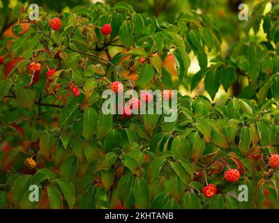 Close up of the orange strawberry-like ripe fruits of the deciduous perennial garden shrub Cornus kousa var. chinensis Kalmthout. Stock Photo