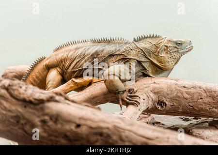 An Iguana lizard sitting on a branch Stock Photo