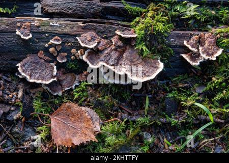The bracket fungus, Gloeophyllum sepiarium, with its white growing zone, on rotting wood near to Aira Force, Lake Ullswater, Cumbria, UK Stock Photo