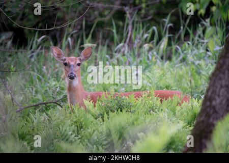 A wild white-tailed doe standing in the woods Stock Photo