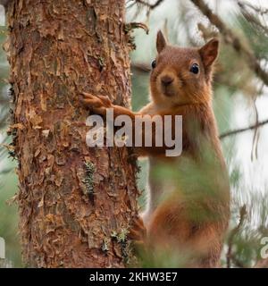 Red squirrel (Sciurus vulgaris) in a tree, Cairngorms, Scotland Stock Photo