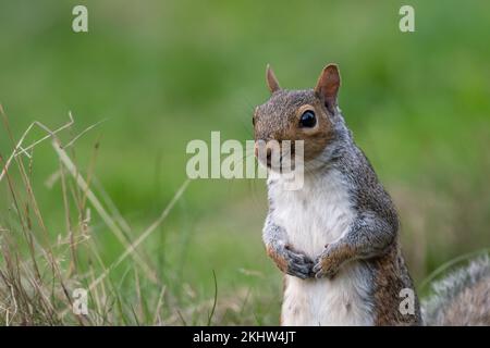 Grey squirrel (Sciurus carolinensis) in a London park Stock Photo
