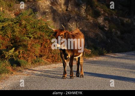 The Maronesa cow is a traditional Portuguese mountain cattle breed excellent for its meat and traction power.Nationalpark Peneda-Geres Portugal Stock Photo