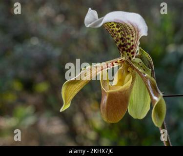 Closeup view of beautiful lady slipper orchid paphiopedilum gratrixianum (species) brown yellow green and white flower isolated on natural background Stock Photo