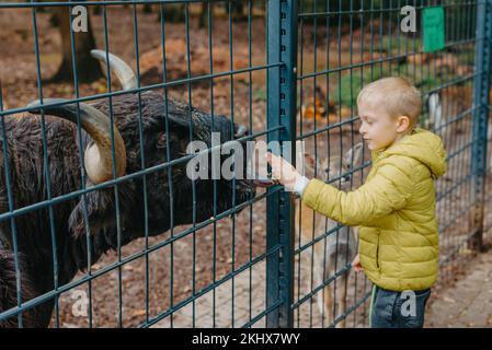 outdoor portrait of kids taking care and feeding a cow on a farm. boy in zoo feeds buffalo Stock Photo