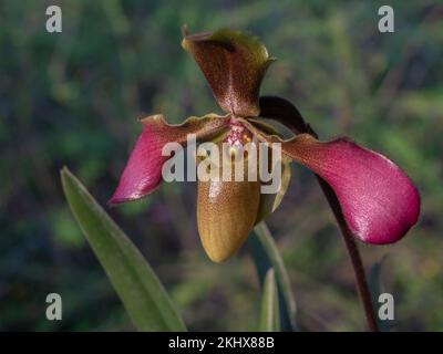 Closeup view of colorful purple and yellow green lady slipper orchid flower paphiopedilum hirsutissimum var esquirolei species on natural background Stock Photo