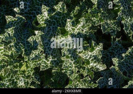 Closeup view of bright green with white veins leaves of silybum marianum aka milk thistle, blessed milkthistle or Marian thistle in morning sunlight Stock Photo