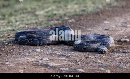 A southern Africa rock python, Python natalensis, curled up on a dirt road in the Masai Mara, Kenya. This snake can grow to over five metres and is on Stock Photo
