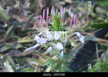 Close-up of Flower Cleome hassleriana, also known as spider flower. Stock Photo