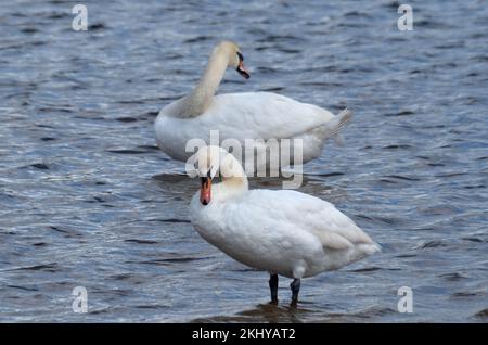 Two white swans floating on the water Stock Photo