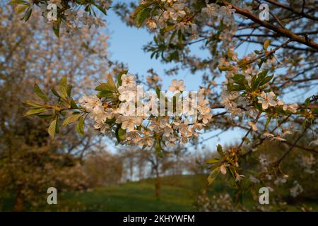 Blooming cherry branch Stock Photo