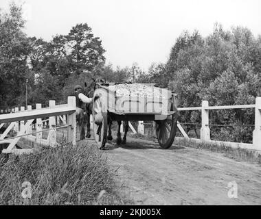 An early 20th century English black and white photograph showing a farmer leading a horse and cart loaded with produce. Stock Photo