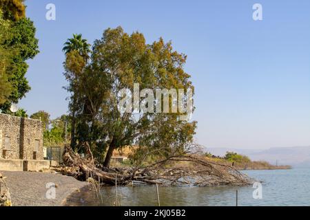 4 November 2022 Large Eucalypyus trees growing on the shore of a small bay on the Sea of Galilee Israel near Capernaum on a hot sunny morning. Stock Photo