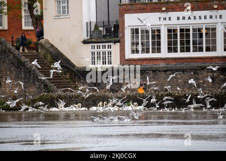 Windsor, UK. 24th November, 2022. Tragically an outbreak of avian influenza has hit the Windsor flock of swans on the River Thames. In the past week over 50 dead swans have been taken away by local swan rescue charity, Swan Support. Signs have been put up by Trading Standards asking locals and visitors not to feed the swans or any other wild birds by the River Thames. Sadly some people are ignoring the advice and thereby risking a further spread of bird flu as the swans all congregate together when they are fed. Credit: Maureen McLean/Alamy Live News Stock Photo