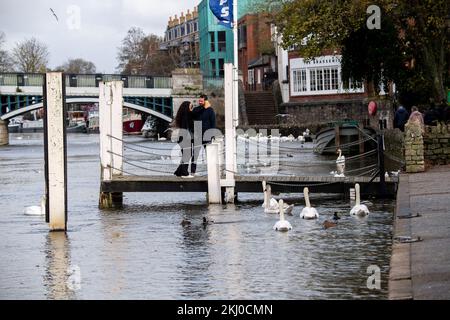 Windsor, UK. 24th November, 2022. Tragically an outbreak of avian influenza has hit the Windsor flock of swans on the River Thames. In the past week over 50 dead swans have been taken away by local swan rescue charity, Swan Support. Signs have been put up by Trading Standards asking locals and visitors not to feed the swans or any other wild birds by the River Thames. Sadly some people are ignoring the advice and thereby risking a further spread of bird flu as the swans all congregate together when they are fed. Credit: Maureen McLean/Alamy Live News Stock Photo