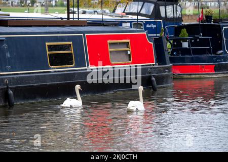 Windsor, UK. 24th November, 2022. Tragically an outbreak of avian influenza has hit the Windsor flock of swans on the River Thames. In the past week over 50 dead swans have been taken away by local swan rescue charity, Swan Support. Signs have been put up by Trading Standards asking locals and visitors not to feed the swans or any other wild birds by the River Thames. Sadly some people are ignoring the advice and thereby risking a further spread of bird flu as the swans all congregate together when they are fed. Credit: Maureen McLean/Alamy Live News Stock Photo