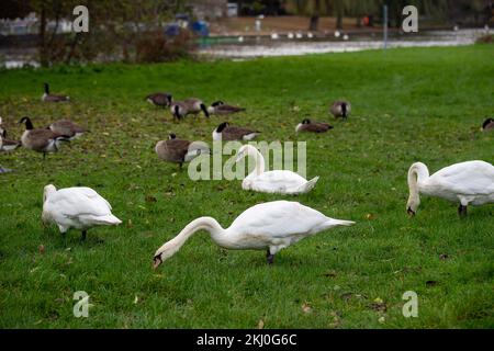 Windsor, UK. 24th November, 2022. Tragically an outbreak of avian influenza has hit the Windsor flock of swans on the River Thames. In the past week over 50 dead swans have been taken away by local swan rescue charity, Swan Support. Signs have been put up by Trading Standards asking locals and visitors not to feed the swans or any other wild birds by the River Thames. Sadly some people are ignoring the advice and thereby risking a further spread of bird flu as the swans all congregate together when they are fed. Credit: Maureen McLean/Alamy Live News Stock Photo