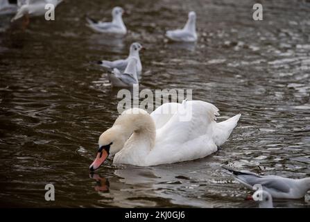 Windsor, UK. 24th November, 2022. Tragically an outbreak of avian influenza has hit the Windsor flock of swans on the River Thames. In the past week over 50 dead swans have been taken away by local swan rescue charity, Swan Support. Signs have been put up by Trading Standards asking locals and visitors not to feed the swans or any other wild birds by the River Thames. Sadly some people are ignoring the advice and thereby risking a further spread of bird flu as the swans all congregate together when they are fed. Credit: Maureen McLean/Alamy Live News Stock Photo