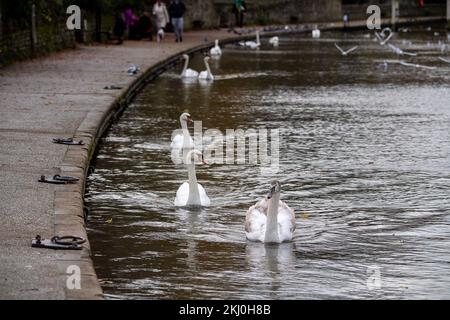 Windsor, UK. 24th November, 2022. Tragically an outbreak of avian influenza has hit the Windsor flock of swans on the River Thames. In the past week over 50 dead swans have been taken away by local swan rescue charity, Swan Support. Signs have been put up by Trading Standards asking locals and visitors not to feed the swans or any other wild birds by the River Thames. Sadly some people are ignoring the advice and thereby risking a further spread of bird flu as the swans all congregate together when they are fed. Credit: Maureen McLean/Alamy Live News Stock Photo