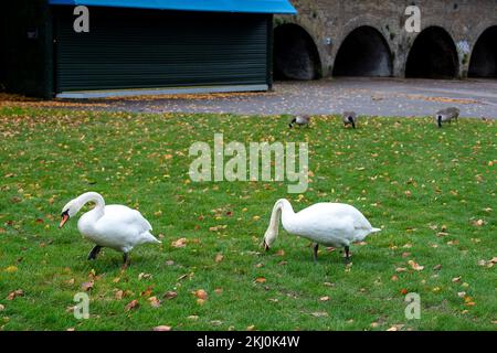 Windsor, UK. 24th November, 2022. Tragically an outbreak of avian influenza has hit the Windsor flock of swans on the River Thames. In the past week over 50 dead swans have been taken away by local swan rescue charity, Swan Support. Signs have been put up by Trading Standards asking locals and visitors not to feed the swans or any other wild birds by the River Thames. Sadly some people are ignoring the advice and thereby risking a further spread of bird flu as the swans all congregate together when they are fed. Credit: Maureen McLean/Alamy Live News Stock Photo