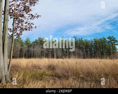 Rural autumn field landscape with dried weeds and pine trees Stock Photo
