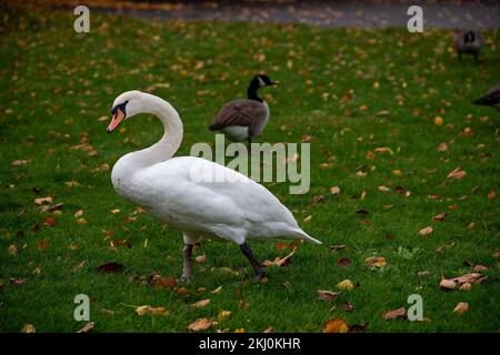 Windsor, UK. 24th November, 2022. Tragically an outbreak of avian influenza has hit the Windsor flock of swans on the River Thames. In the past week over 50 dead swans have been taken away by local swan rescue charity, Swan Support. Signs have been put up by Trading Standards asking locals and visitors not to feed the swans or any other wild birds by the River Thames. Sadly some people are ignoring the advice and thereby risking a further spread of bird flu as the swans all congregate together when they are fed. Credit: Maureen McLean/Alamy Live News Stock Photo