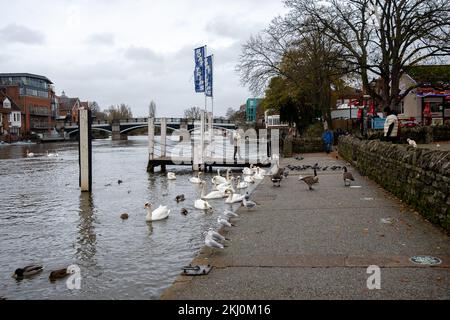 Windsor, UK. 24th November, 2022. Tragically an outbreak of avian influenza has hit the Windsor flock of swans on the River Thames. In the past week over 50 dead swans have been taken away by local swan rescue charity, Swan Support. Signs have been put up by Trading Standards asking locals and visitors not to feed the swans or any other wild birds by the River Thames. Sadly some people are ignoring the advice and thereby risking a further spread of bird flu as the swans all congregate together when they are fed. Credit: Maureen McLean/Alamy Live News Stock Photo