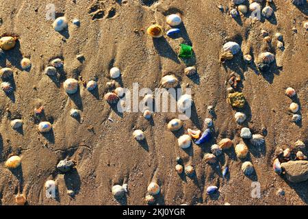 Shells on a beach close up. Various shells on wet sand where tide has gone out. Stock Photo